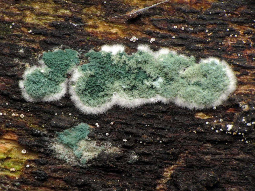 O mofo verde causado pelo fungo Trichoderma é comum em árvores e, dentro de casa, pode aparecer em carpetes e papelão — Foto: Flickr / Katja Schulz / Creative Commons