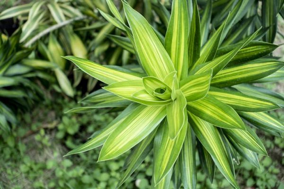 A Dracaena fragans tem folhas verdes ou com margens amareladas e centro verde, amarelo ou cinza-prateado — Foto: Home Decor / Divulgação