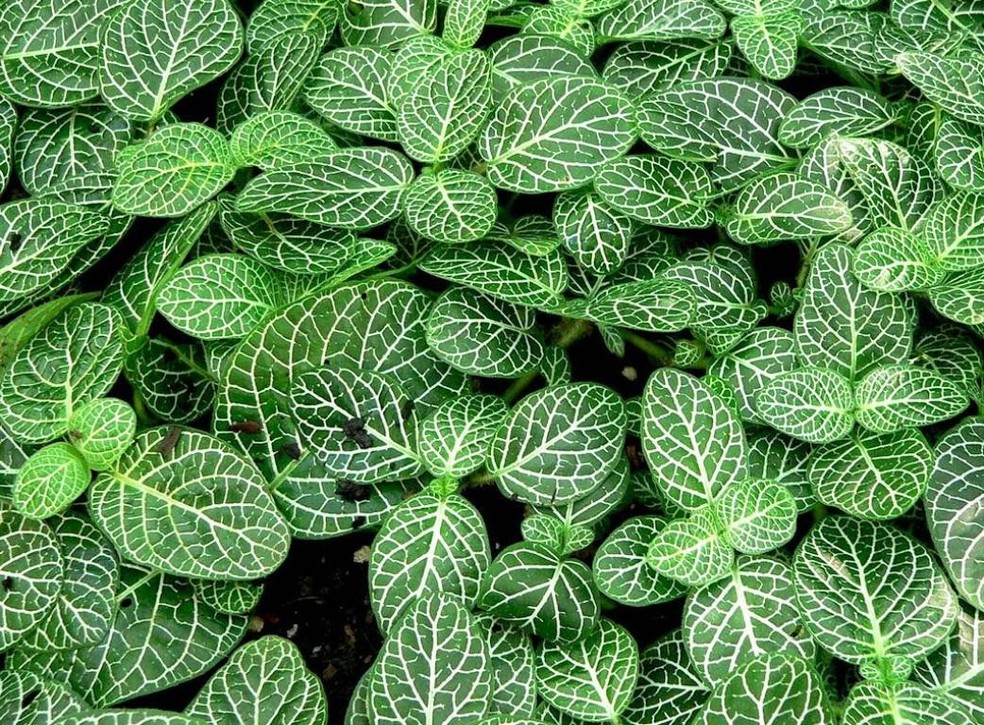 A fitônia também é conhecida como planta-mosaico e cria um interessante padrão quando cultivada como forração — Foto: HM Jardins / Divulgação