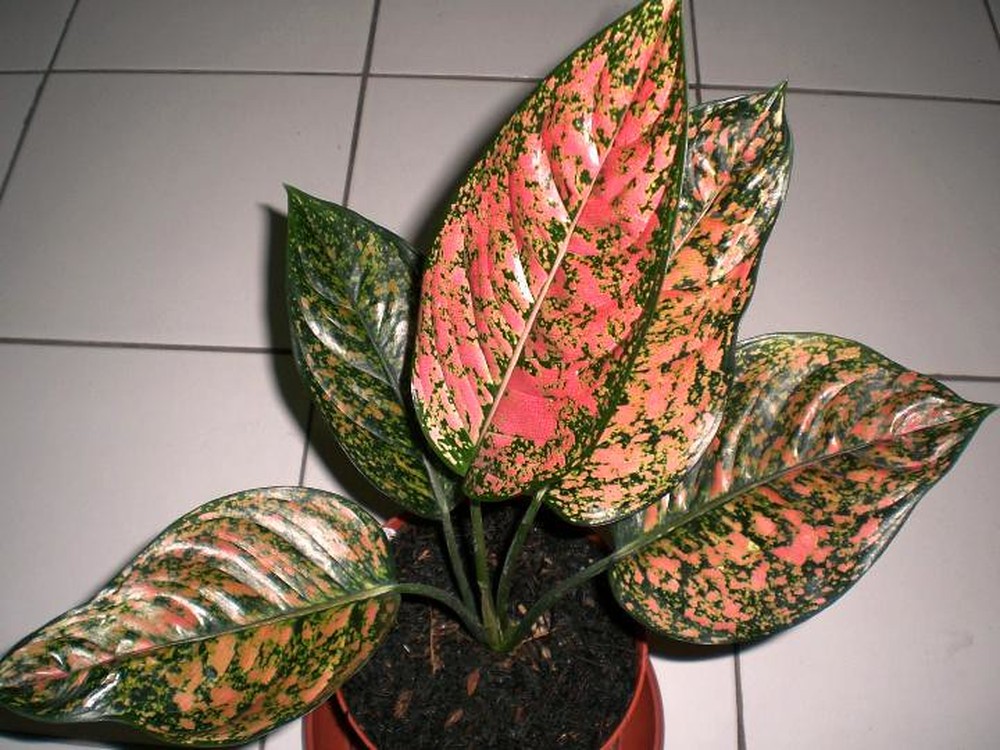 Aglaonema Como Cultivar As Plantas De Folhagens Tropicais Estampadas Paisagismo Casa E Jardim