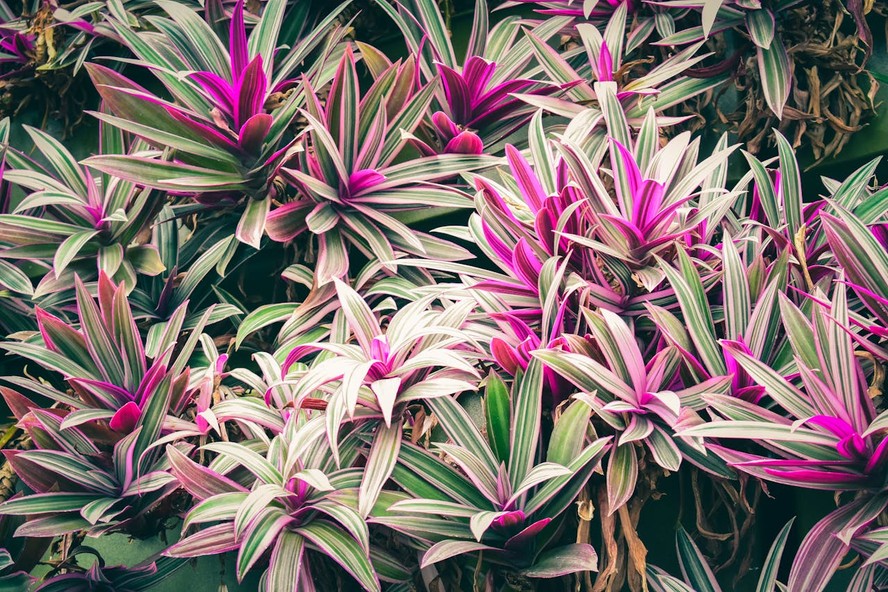 Dracena cordyline: como cultivar a planta ideal para espaos internos