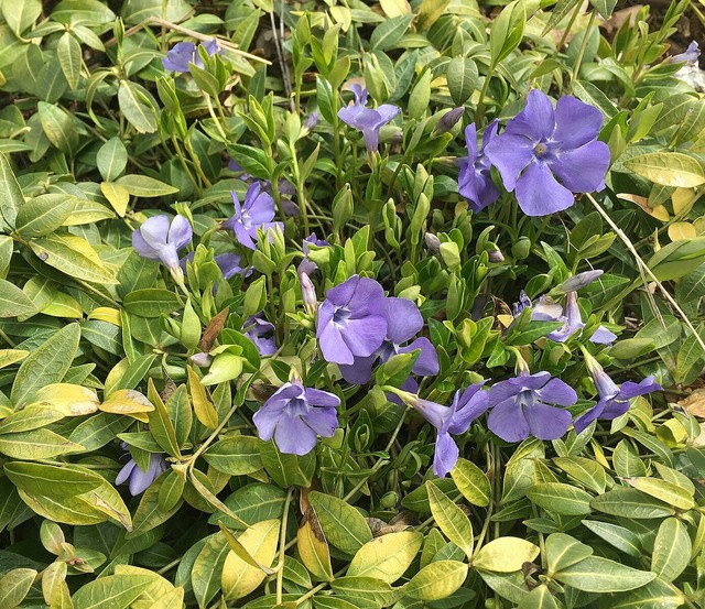 40 plantas roxas para conferir cor e contraste ao jardim