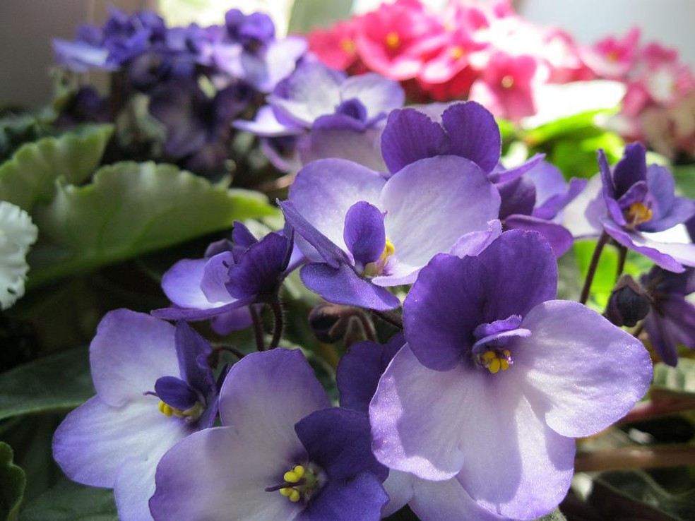 As flores da violeta desabrocham no final do inverno e início da primavera, mas podem durar o ano todo — Foto: Pixabay / ElenaGalana / Creative Commons