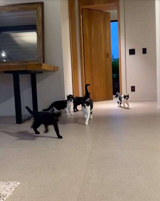 Tutora de 11 gatos e 7 cachorros, Paolla Oliveira mostra seu lado 'mãe ...
