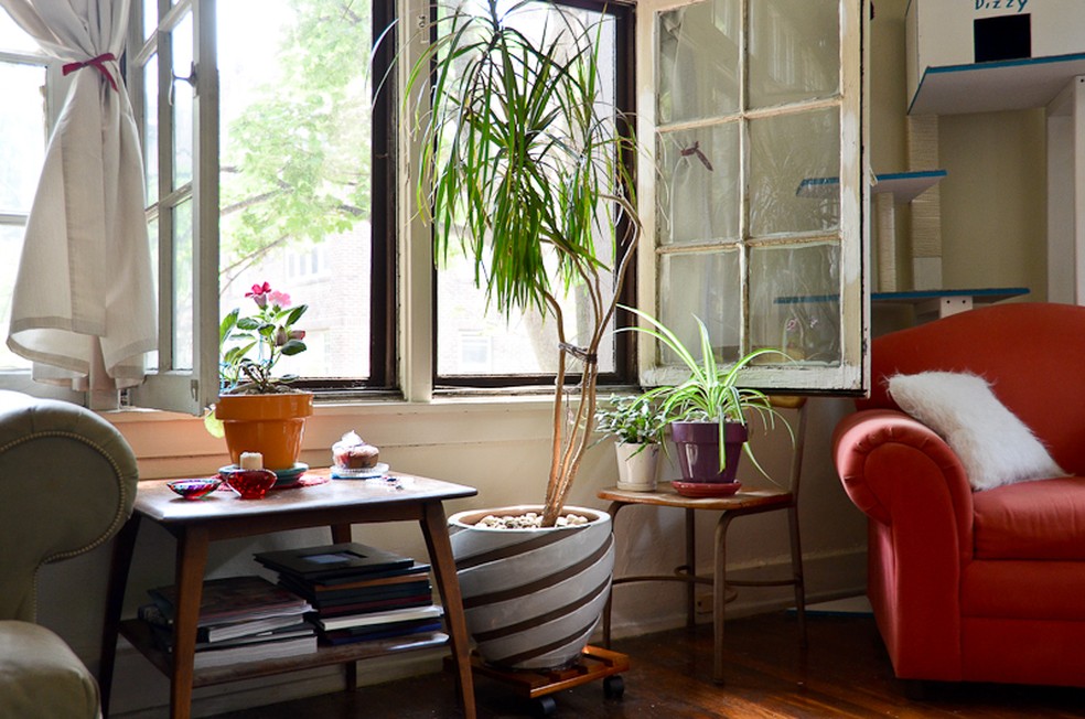 A dracena (no vaso maior, na foto) é uma planta que se adapta bem a ambientes sombreados — Foto: Flickr / irisphotos / CreativeCommons