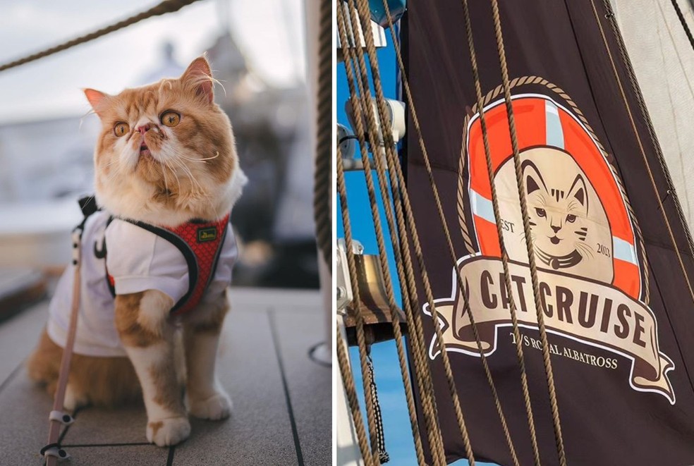 O Cat Cruise parte de Cingapura para um passeio de duas horas e meia com gatos e seus donos — Foto: Instagram / @catcruise.sg / Reprodução