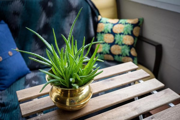 Os benefícios para a saúde e beleza da Aloe vera, a famosa babosa –  Ipiranga News