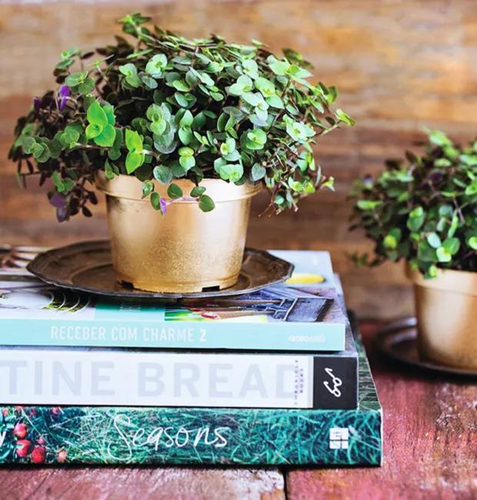16 plantas que atraem dinheiro para ter em casa em 2025