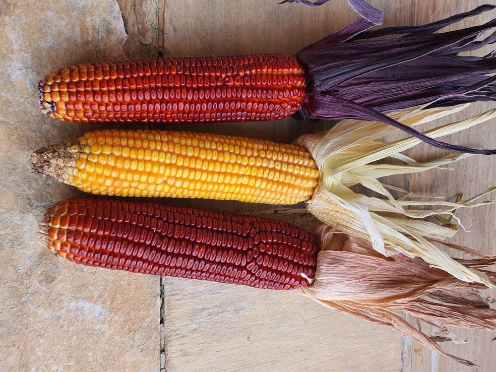 Os milhos crioulos têm uma imensa variedade de cores que a população desconhece — Foto: Projeto Crioulo / Divulgação