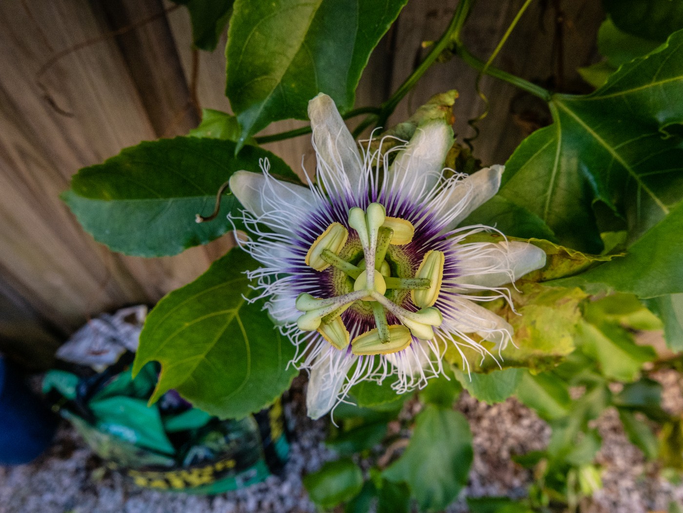 O segredo do pomar perfeito: 11 frutíferas que também surpreendem pelas flores