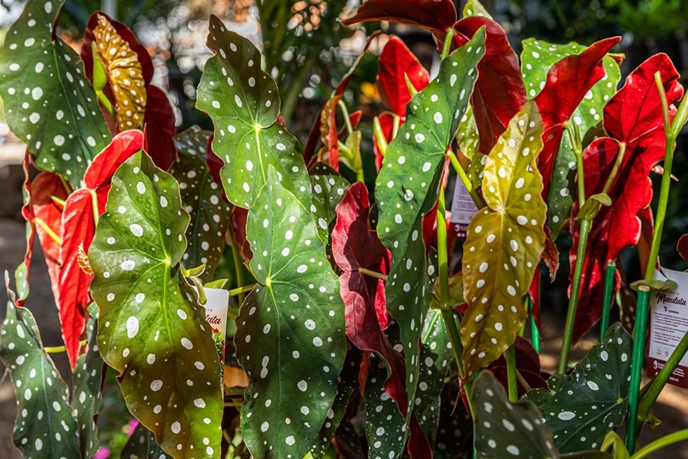 Além de lindas, as folhas da begônia são fundamentais para determinar o estado de saúde da planta — Foto: Império dos Vasos & Flora / Divulgação