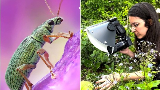 Fotógrafa desvenda o universo dos insetos de jardim