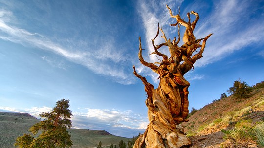 Conheça as árvores mais antigas do mundo; uma delas está no Brasil! 