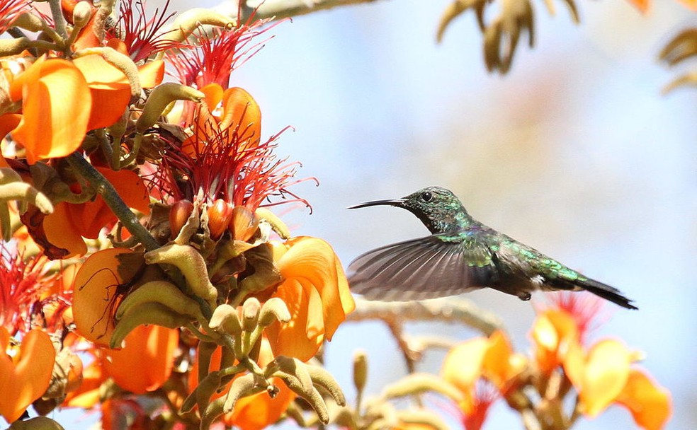 Os beija-flores e as abelhas adoram o mulungu porque suas flores produzem muito néctar — Foto: Wikimedia / Derek Keats / Commons