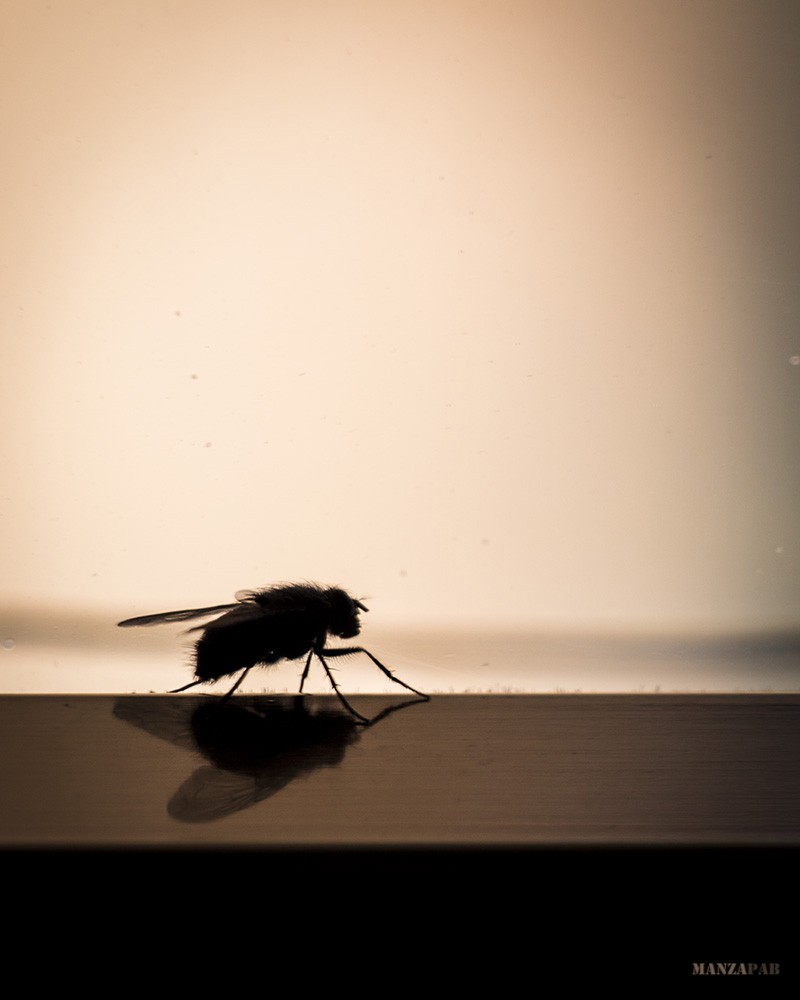 Como espantar as moscas de casa de maneira fácil