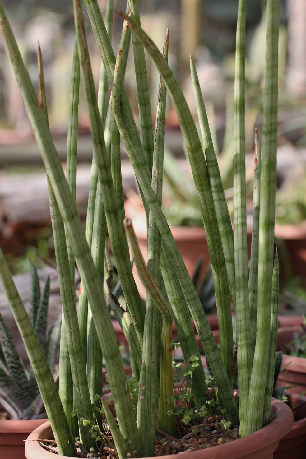 A Sansevieria cylindrica, lança-de-são-jorge, pode ser tranquilamente cultivada em vasos — Foto: alloe. / Flickr / Creative Commons