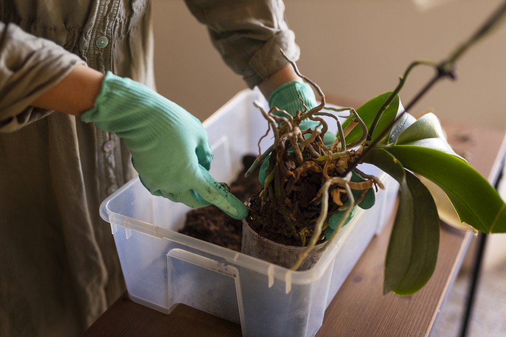 A partir do momento que é tomada a decisão de cultivar plantas em casa é preciso realizar manutenções para que ela tenha uma vida prospera — Foto: Magnific/Creative Commons