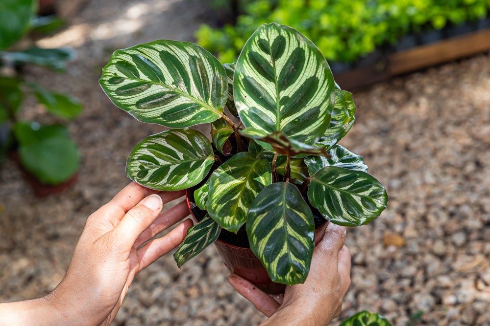 35 plantas para apartamento com pouco sol e dicas de cultivo