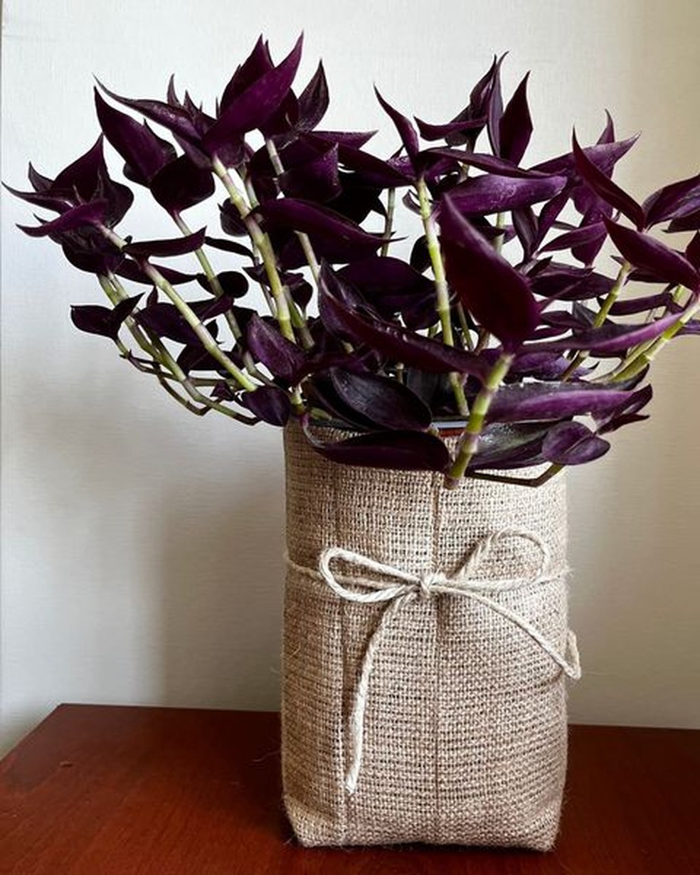 A Tradescantia zebrina purpusii é uma ótima opção para quem quer decorar com plantas devido à cor de sua folhagem — Foto: Instagram / @mon.amour.plants / Reprodução
