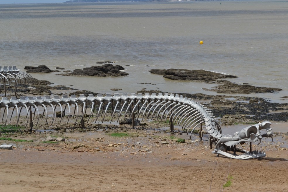 Esqueleto de cobra gigante encontrado no Google Maps agita web 