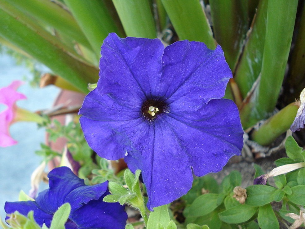 As petúnias podem apresentar um vibrante azul royal, raro na natureza — Foto: Gioser_Chivas / Flickr / Creative Commons