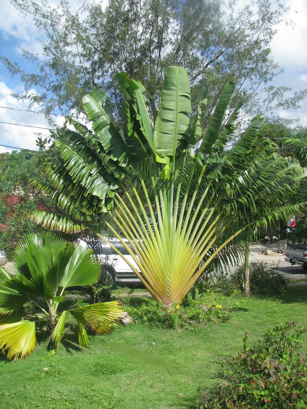 Ravenala: tudo sobre a planta conhecida como árvore-do-viajante