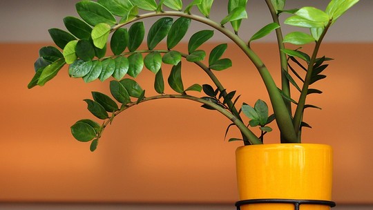 Zamioculca: como cuidar para que a planta cresça linda