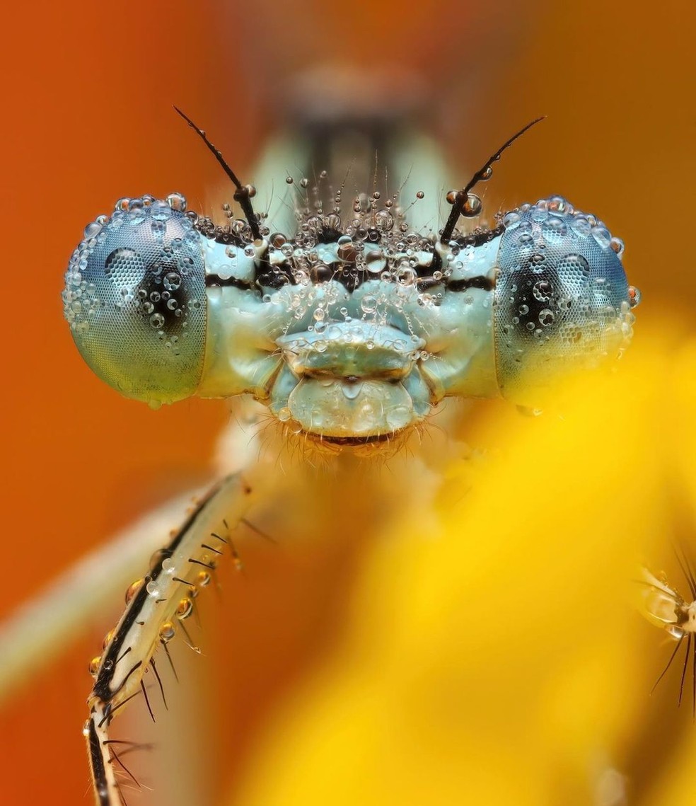 A libélula parece ter dois grandes olhos quando vista ampliada pela imagem — Foto: Instagram / @macrobymarit / Reprodução