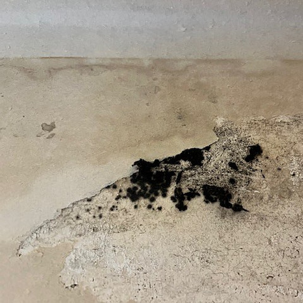 O fungo 'Stachybotrys', conhecido como mofo preto, crescendo em uma parede úmida — Foto: Antyo99 / Wikimedia Commons