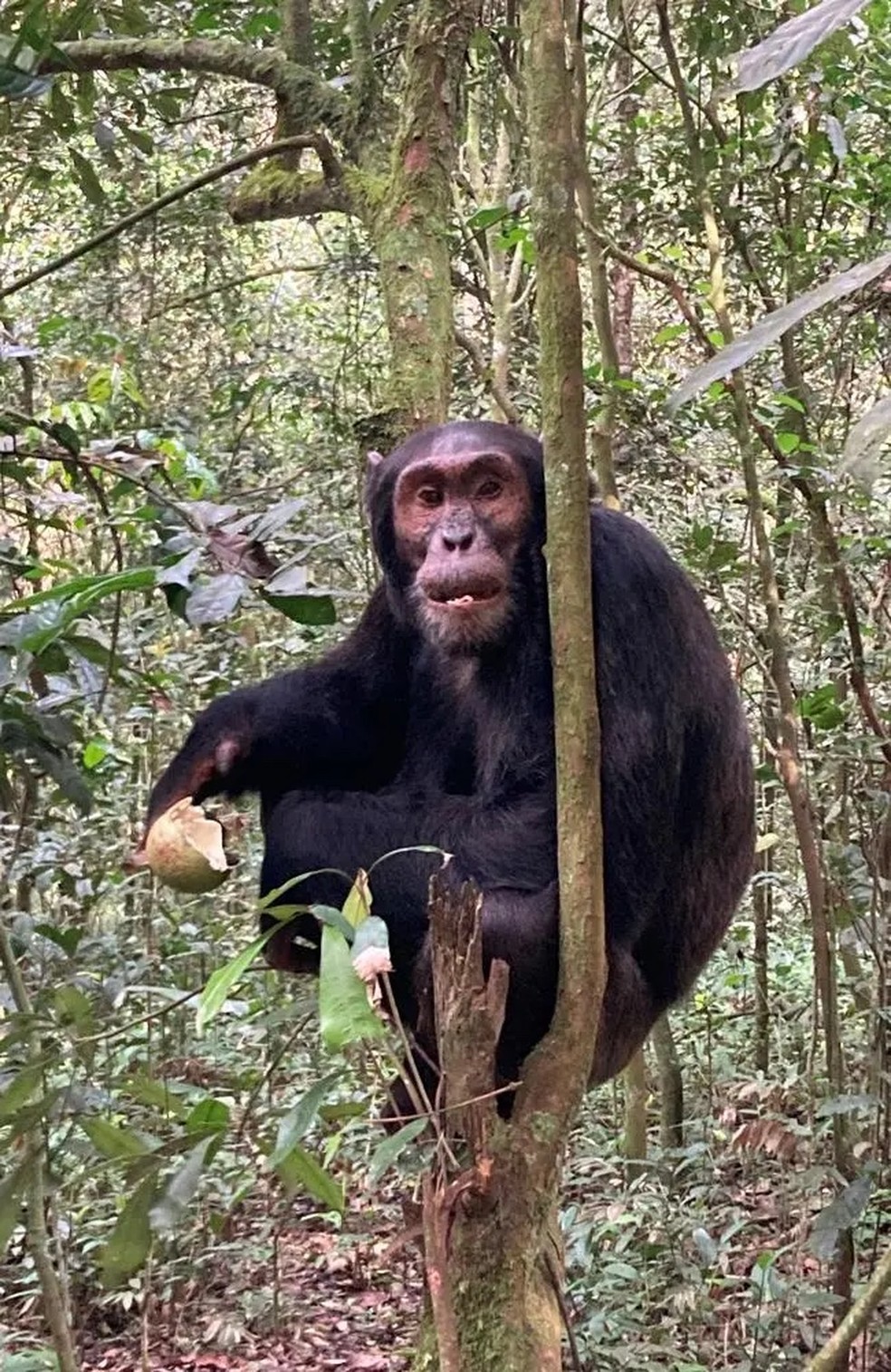 Fruta 'testículo' é consumida por chimpanzés para aliviar dor nas ...