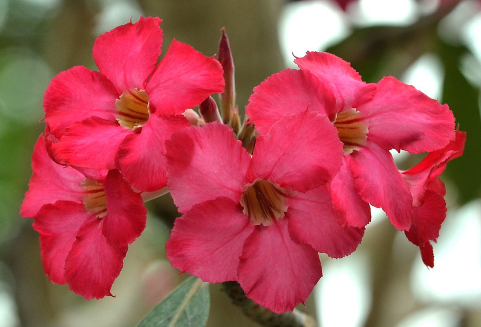 A rosa-do-deserto pode ter tons de rosa mais vibrantes ou mais claros  — Foto: Cerlin Ng / Flickr / Creative Commons