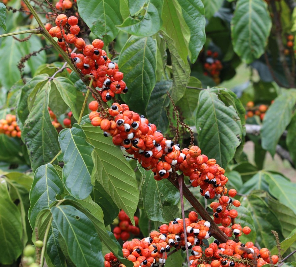guaran-paullinia-cupana-origem-caracter-sticas-cultivo-e-benef-cios