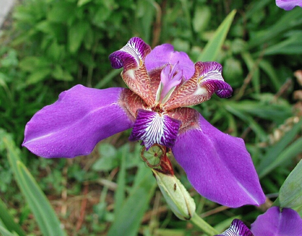 40 plantas roxas para conferir cor e contraste ao jardim
