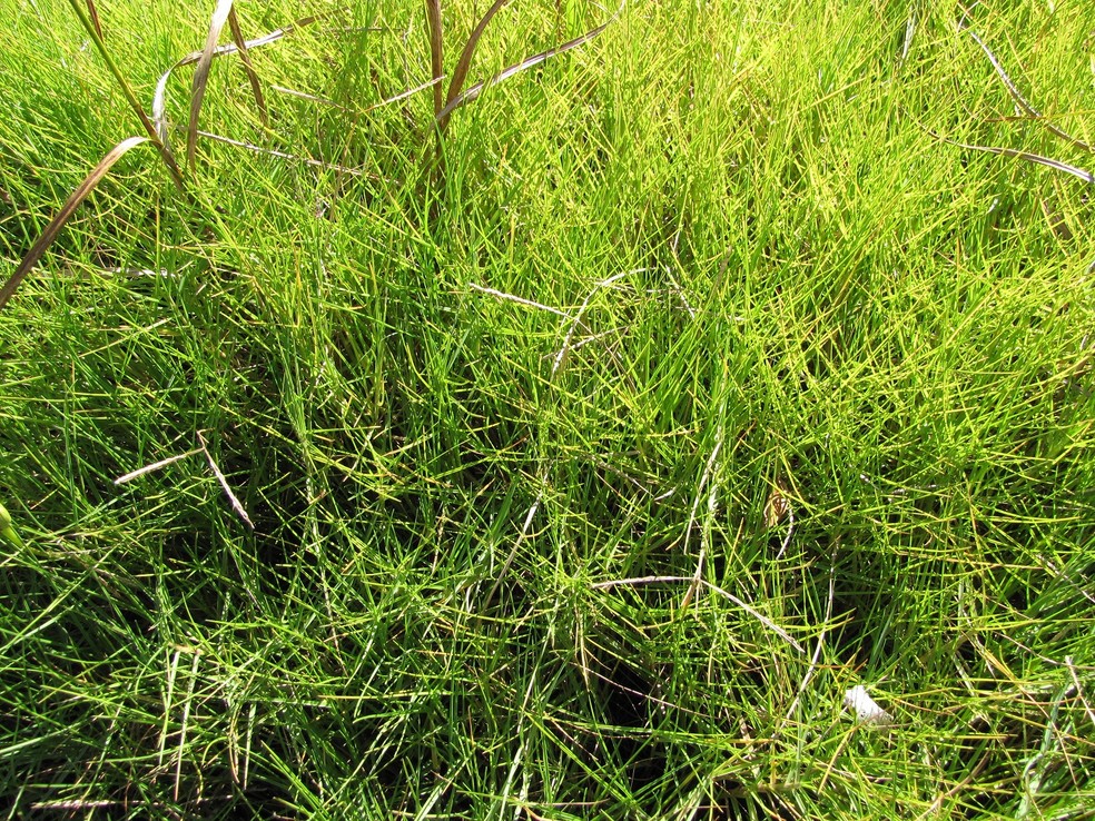 A grama Paspalum vaginatum é resistente a locais com temperaturas altas, como o Catar — Foto: Flickr / Forest and Kim Starr / CreativeCommons