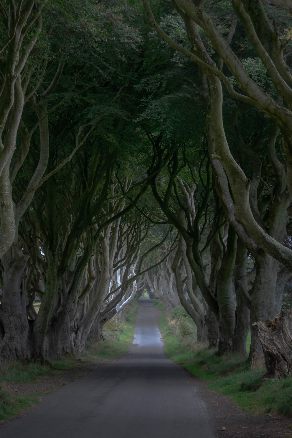 A rua de árvores em Ballymoney já apareceu no seriado Game of Thrones — Foto: Unsplash / Fabrício Severo / Creative Commons