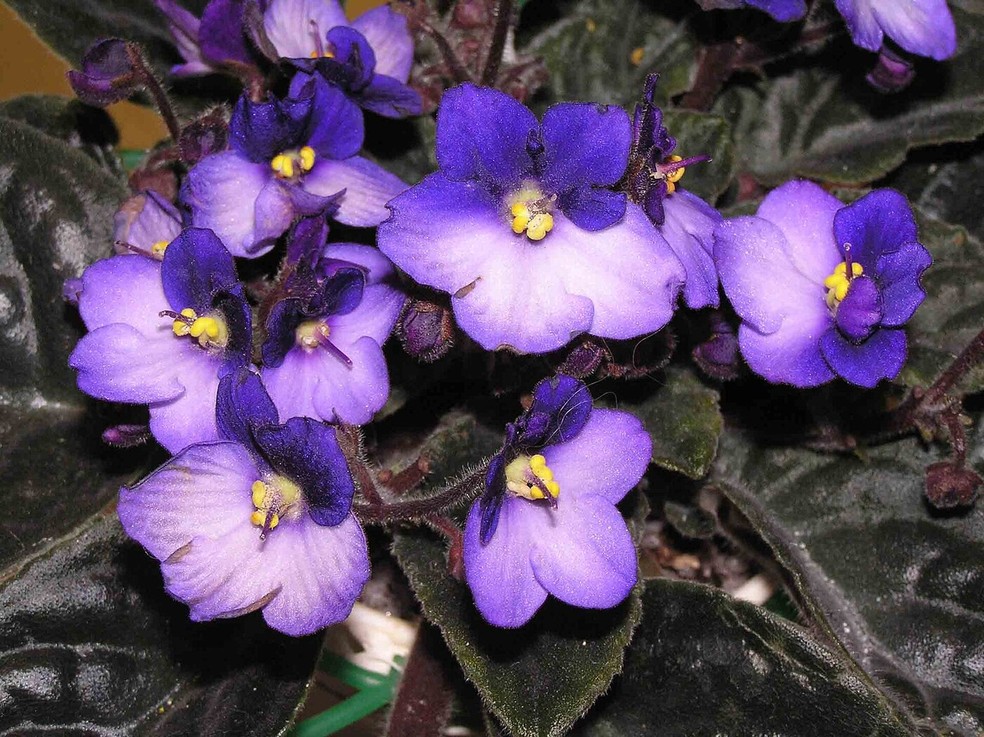 As violetas são flores graciosas capazes de trazer um toque de acolhimento para o lar, além de adicionarem cor aos ambientes — Foto: Rudolphous/Wikimedia Commons