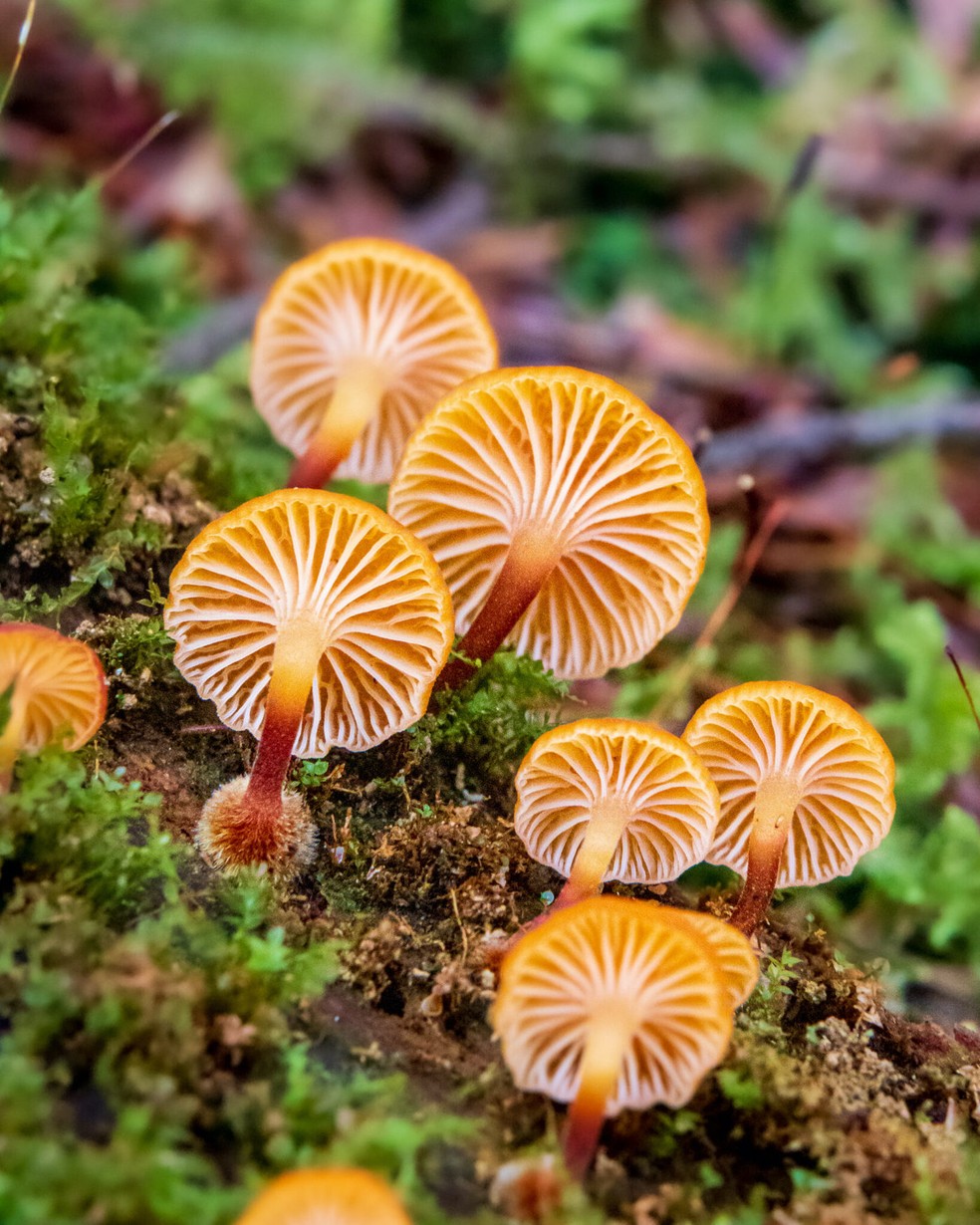 O Xeromphalina campanella é um pequeno cogumelo de regiões temperadas e tropicais  — Foto: Instagram / @fungiwoman / Reprodução