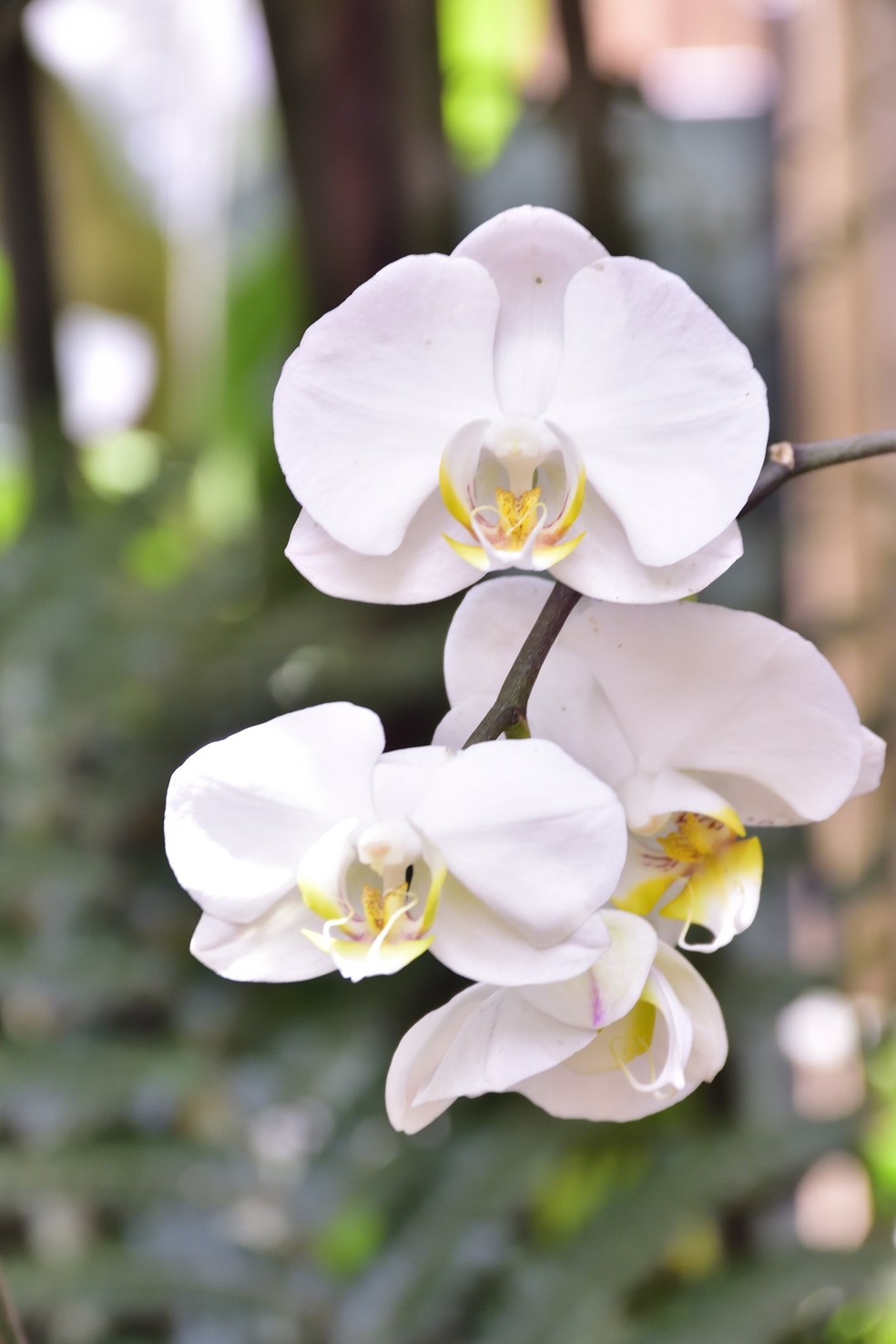 Dentre as muitas espécies de orquídeas, várias apresentam a coloração branca, associada à paz — Foto: Albino Junior 83 / Wikimedia Commons