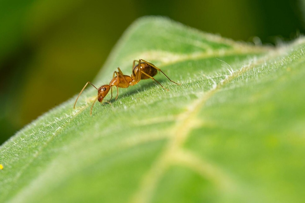 A adubação do solo e as podas regulares podem ajudar a evitar o problema com formigas nas plantas — Foto: Pexels / Jimmy Chan / Creative Commons