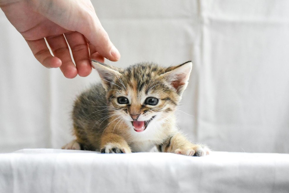 Miados agudos seriam relacionados a necessidade de socorro pelos humanos — Foto: Pexels / Artem Makarov / Creative Commons