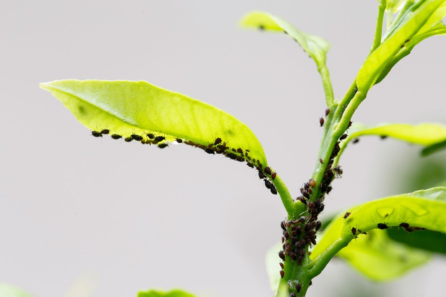 Como acabar com pulgão nas plantas? Dicas para se livrar deles de uma ...