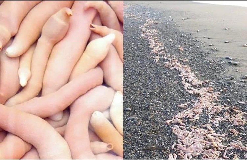 Pescadores costumam usar o verme como isca para peixes grandes — Foto: Instagram / @noticiasjuanlopezoficial / Reprodução