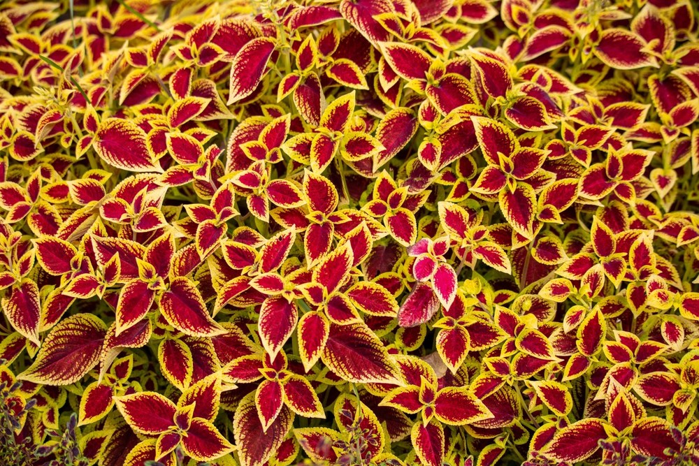 10 folhagens coloridas para quebrar o verde no jardim