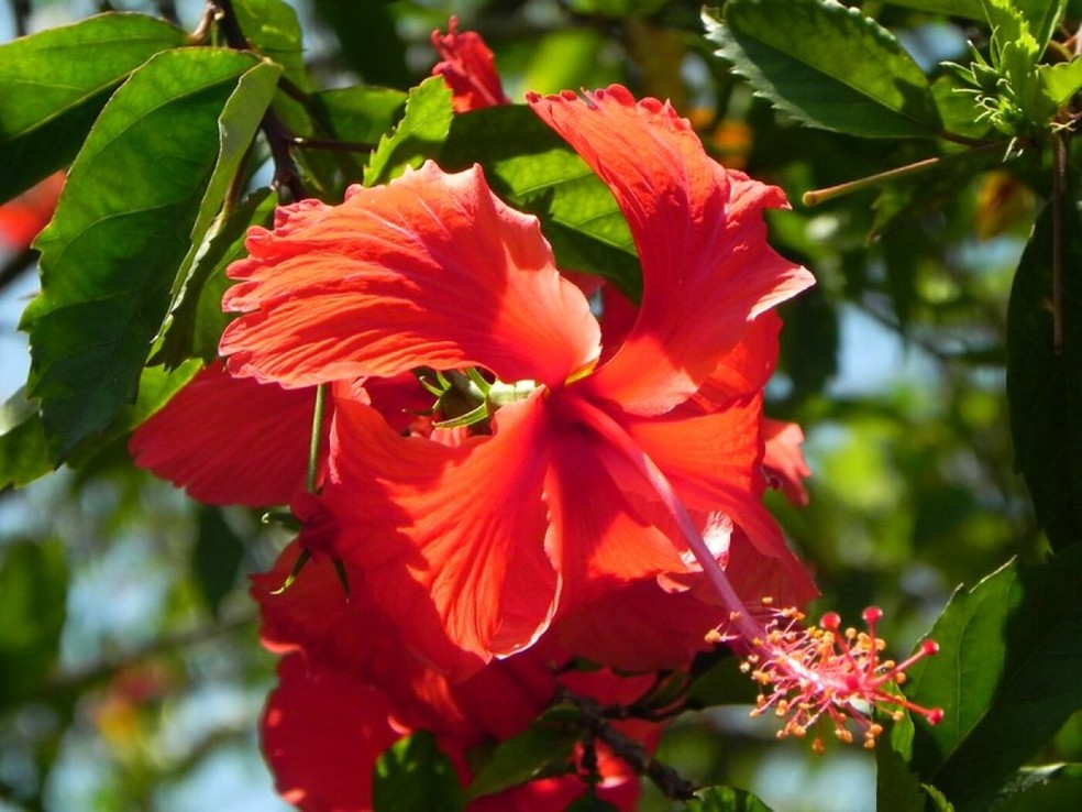 A flor de hibisco é considerada uma PANC e serve também para colorir o jardim — Foto: Flick / EduTaddei / CreativeCommons