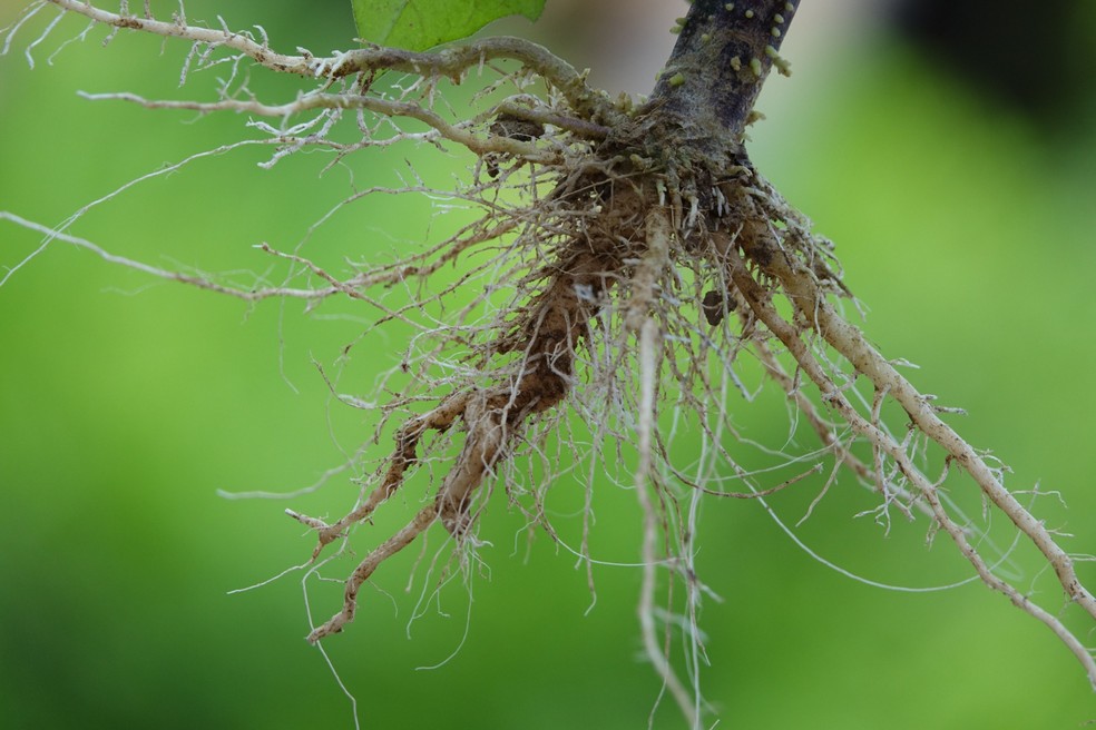 Enquanto o caule tem função de sustentação e auxílio para a fotossíntese, a raiz promove fixação e absorção de nutrientes — Foto: Freepik / @lachetas / CreativeCommons