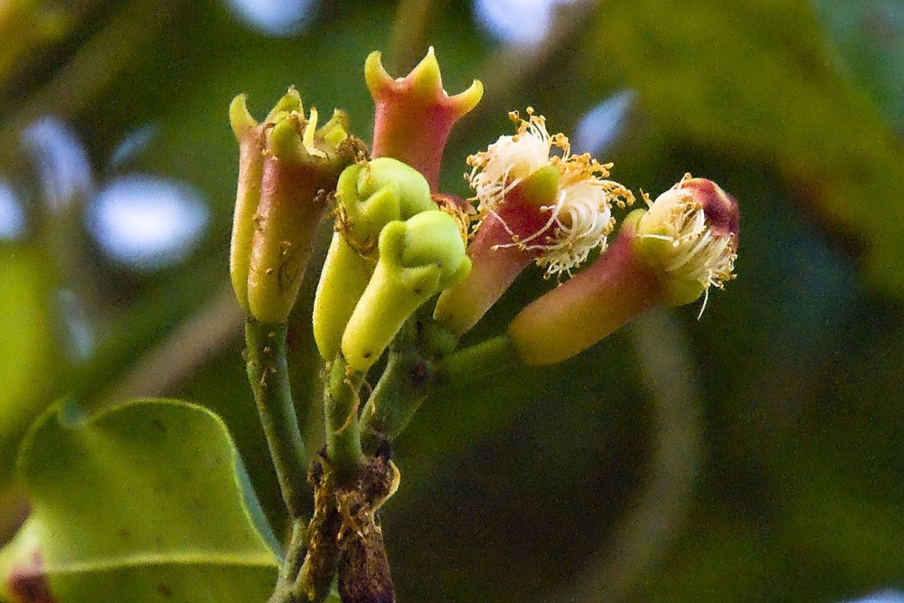 Cravo-da-índia: como cultivar a planta conhecida desde a Antiguidade