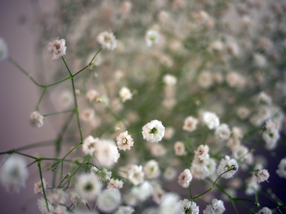 Quando usada sozinha em um vaso, a flor mosquitinho transmite elegância ao ambiente — Foto: Flickr / Thomas Cizauskas / Creative Commons