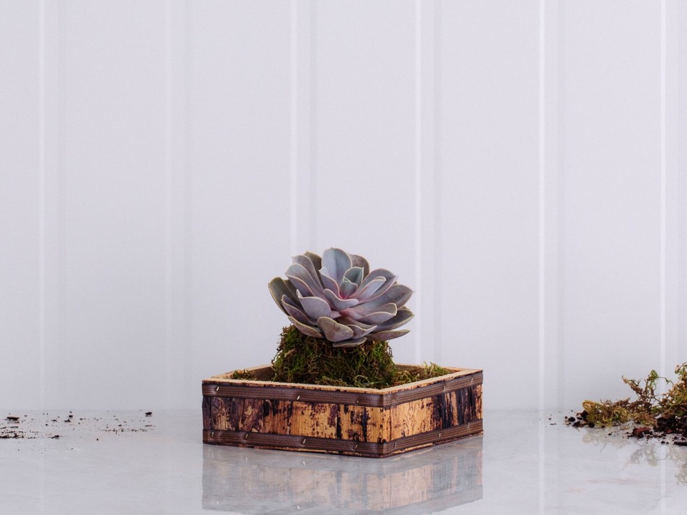 A suculenta rosa de pedra pode ser cultivada em pequenos vasos em ambientes internos, desde que receba luz solar direta pelo menos no período da manhã — Foto: Flores Online / Divulgação