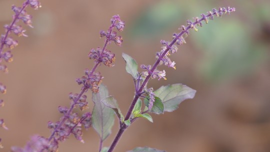 Manjericão-tulsi: a variedade da erva considerada sagrada e medicinal