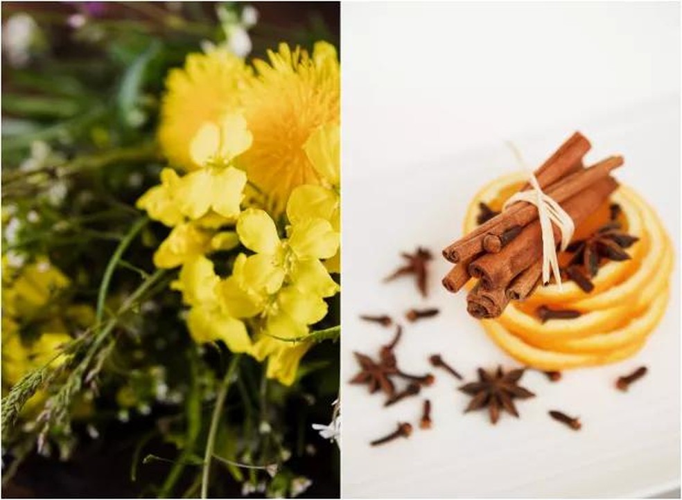 Saiba como eliminar traças e evitar infestações em casa